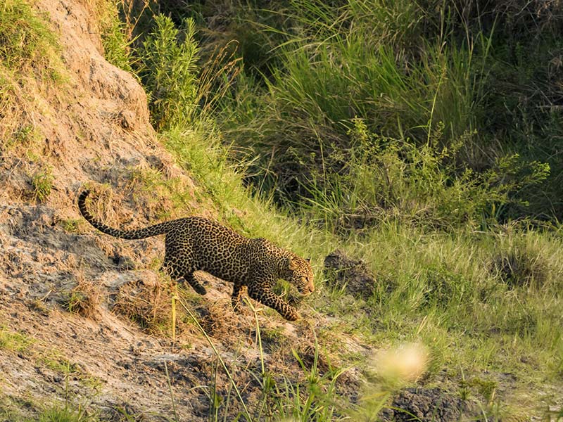 Roman Wildlife Foundation foto