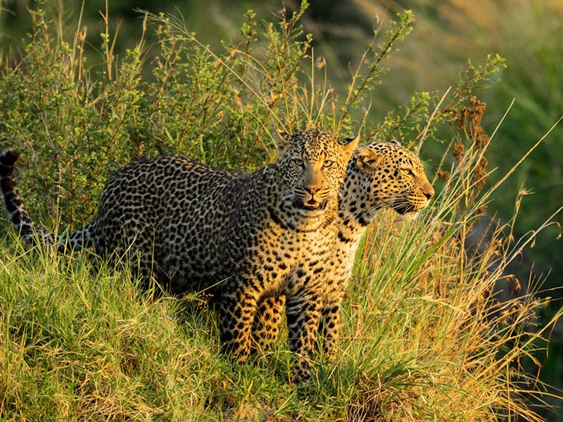 Roman Wildlife Foundation foto