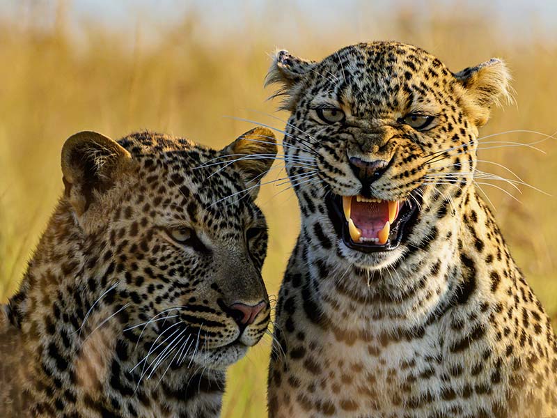 Roman Wildlife Foundation foto