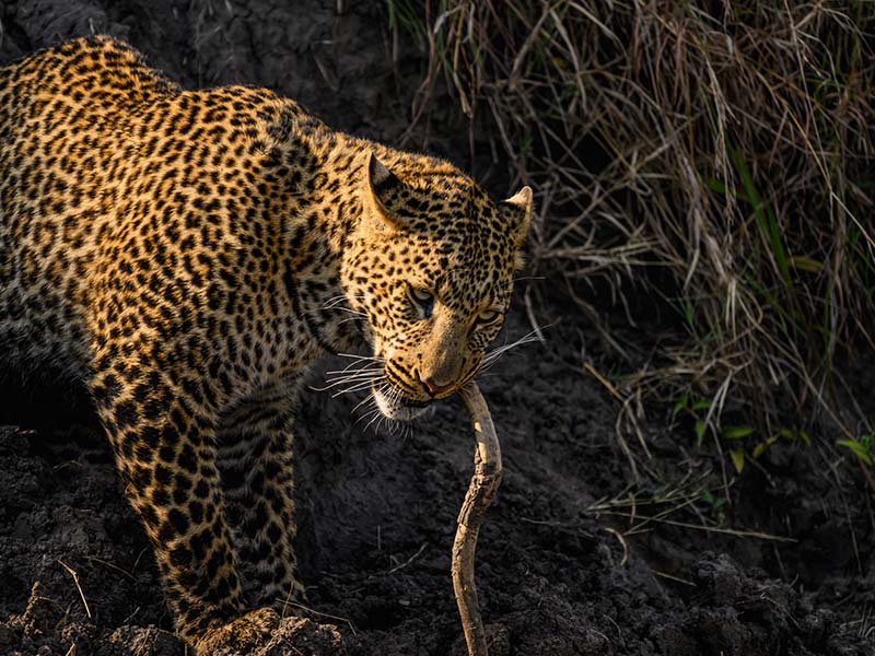 Roman Wildlife Foundation foto