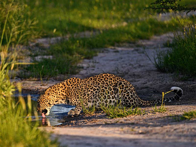 Roman Wildlife Foundation foto