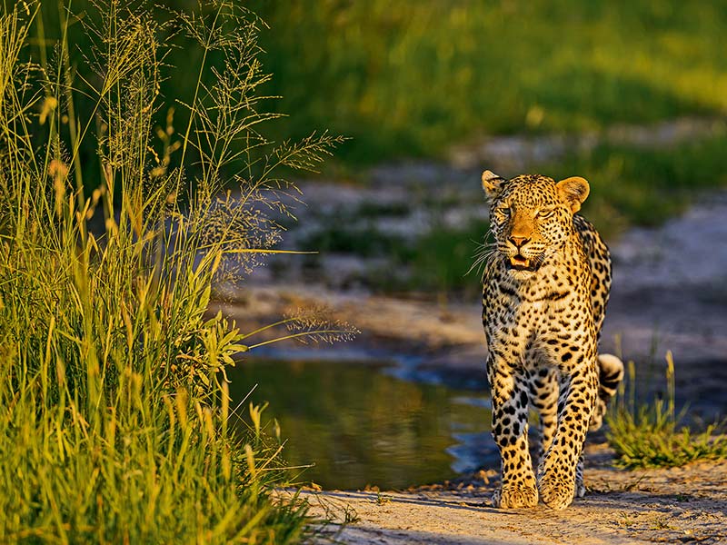 Roman Wildlife Foundation foto