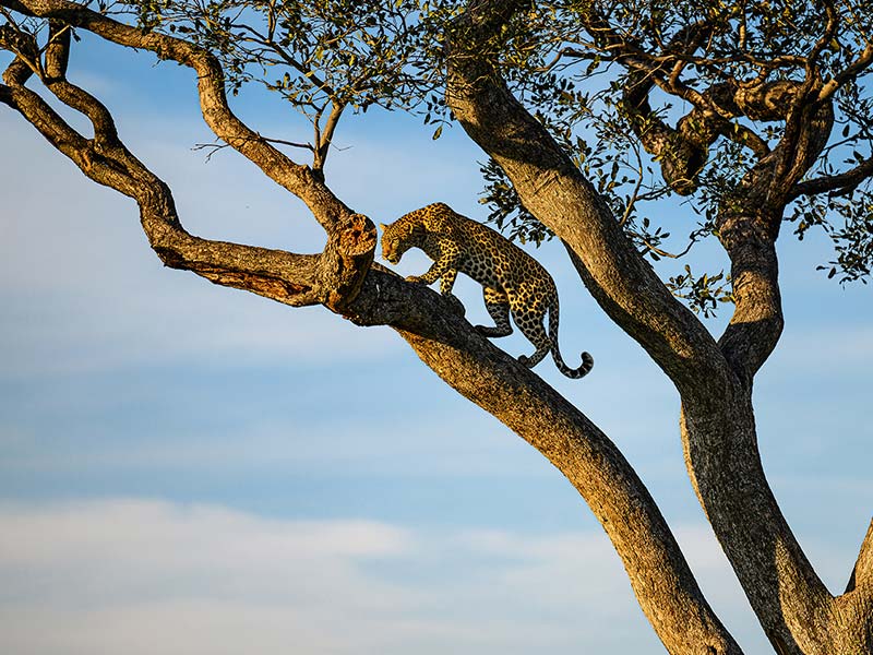 Roman Wildlife Foundation foto