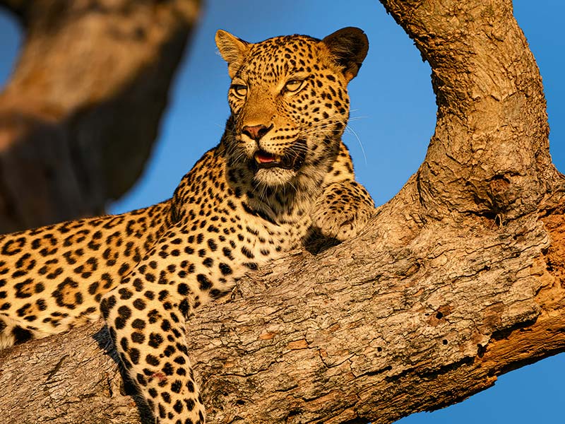 Roman Wildlife Foundation foto