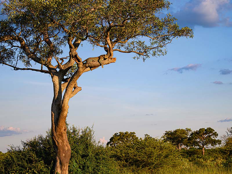 Roman Wildlife Foundation foto