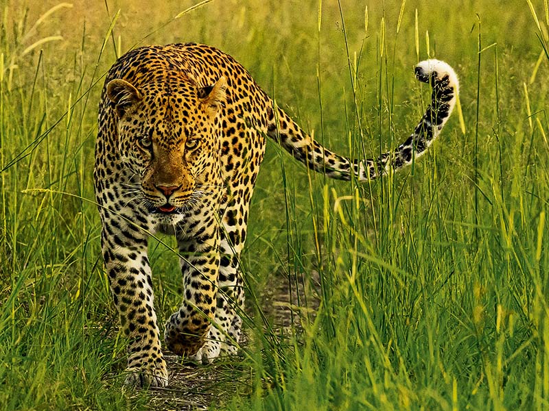 Roman Wildlife Foundation foto