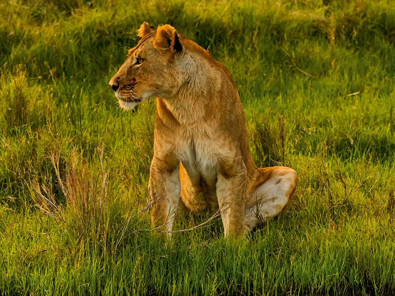 Roman Wildlife Foundation foto