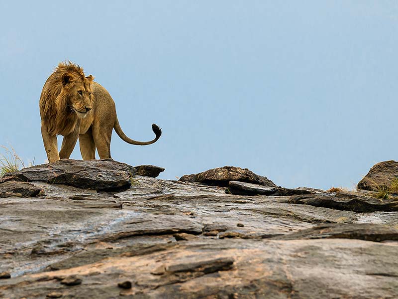 Roman Wildlife Foundation foto