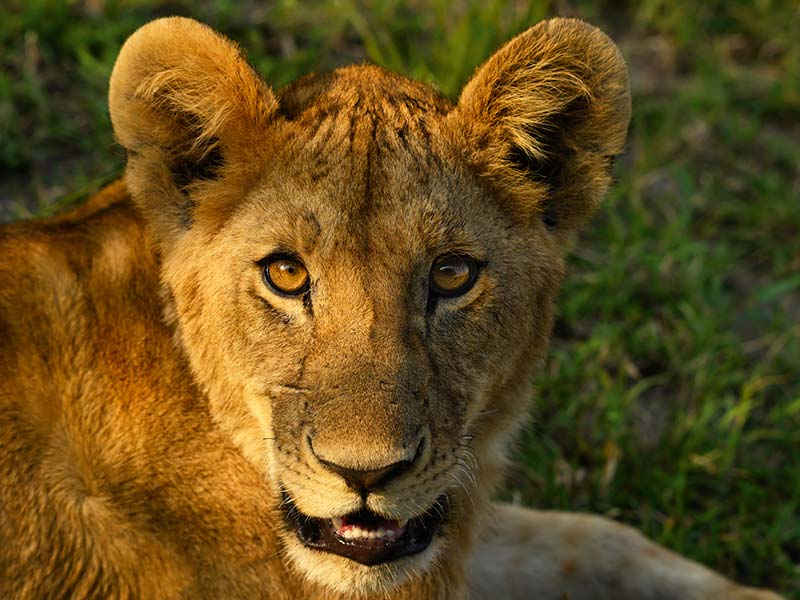 Roman Wildlife Foundation foto