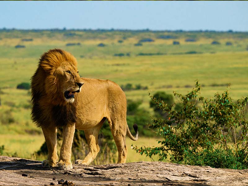 Roman Wildlife Foundation foto