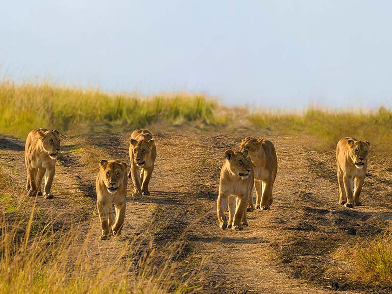 Roman Wildlife Foundation foto