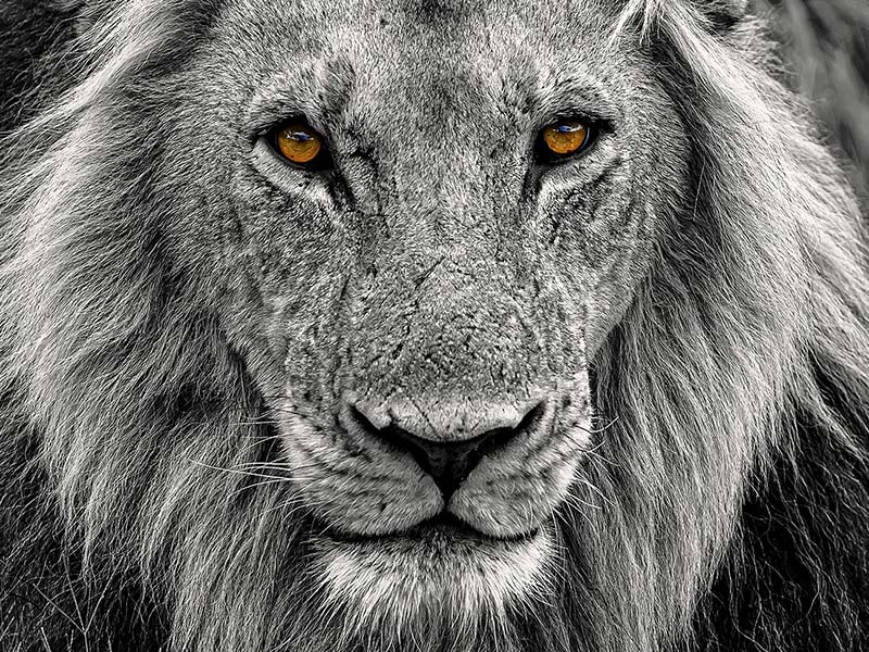 Roman Wildlife Foundation foto