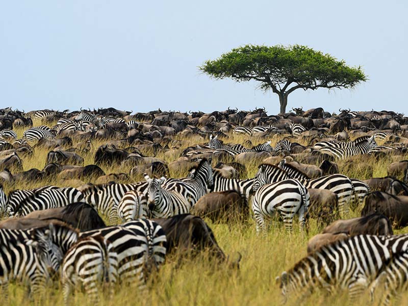 Roman Wildlife Foundation foto