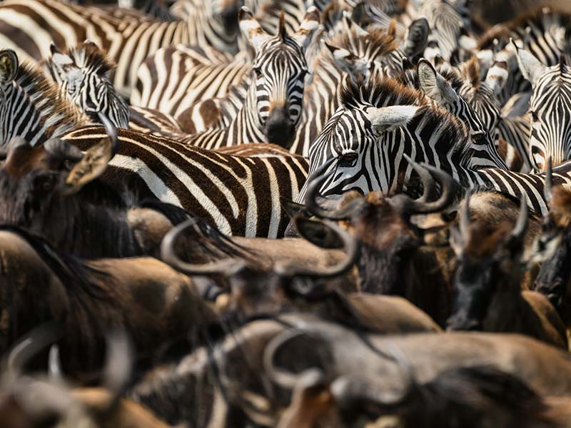 Roman Wildlife Foundation foto