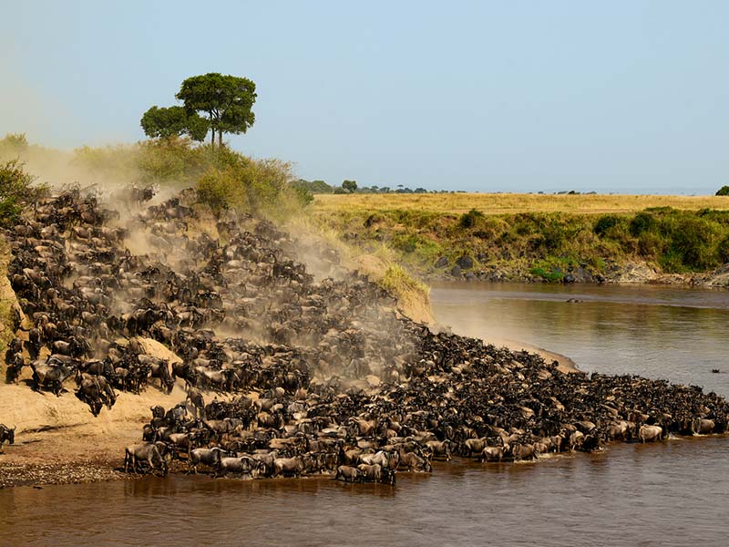 Roman Wildlife Foundation foto