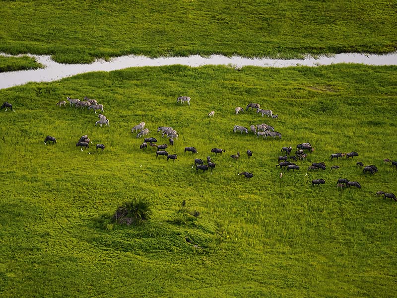 Roman Wildlife Foundation foto