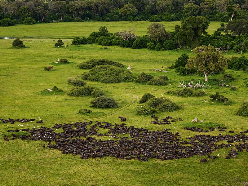 Roman Wildlife Foundation foto