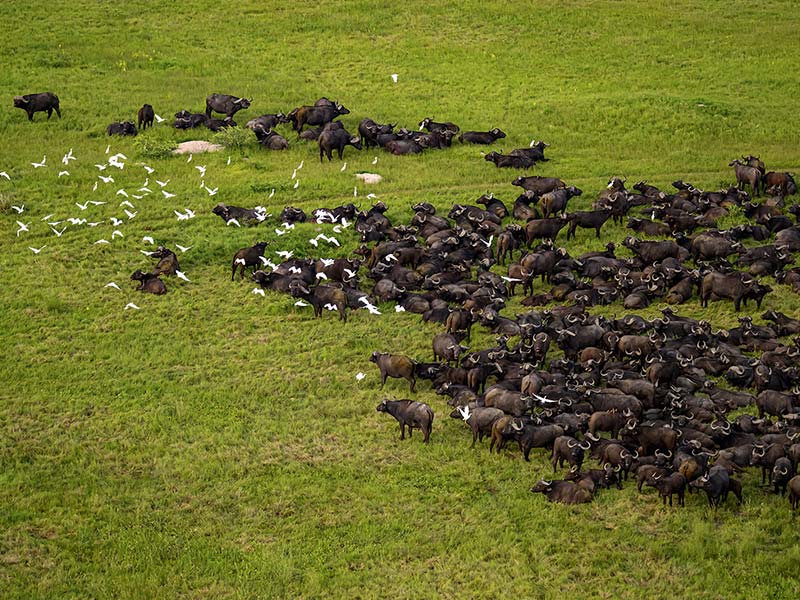 Roman Wildlife Foundation foto