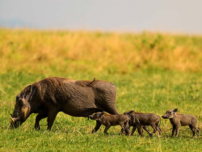 Roman Wildlife Foundation foto