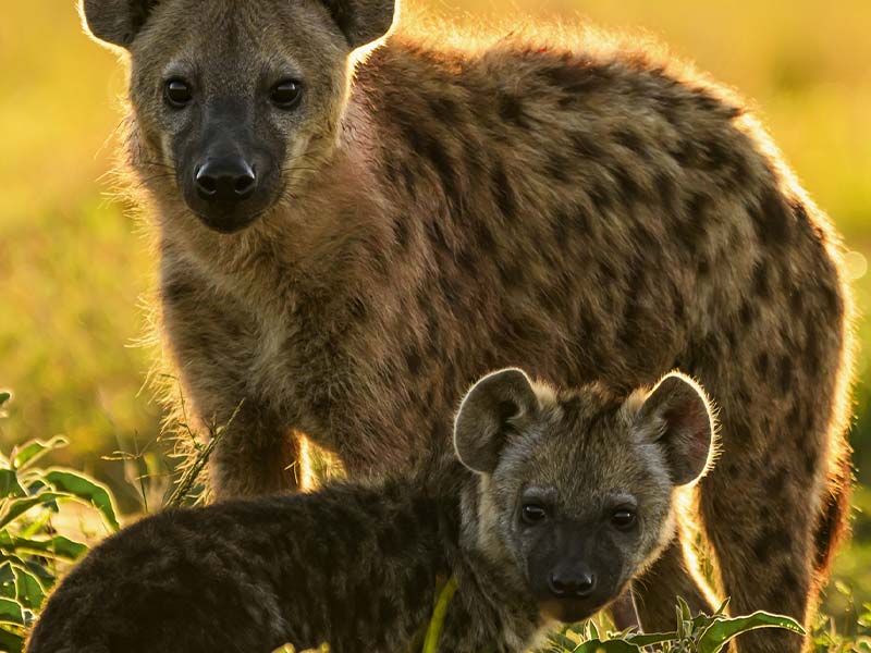 Roman Wildlife Foundation foto