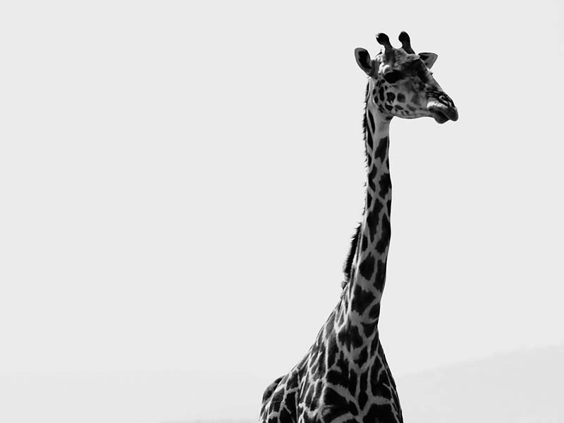 Roman Wildlife Foundation foto