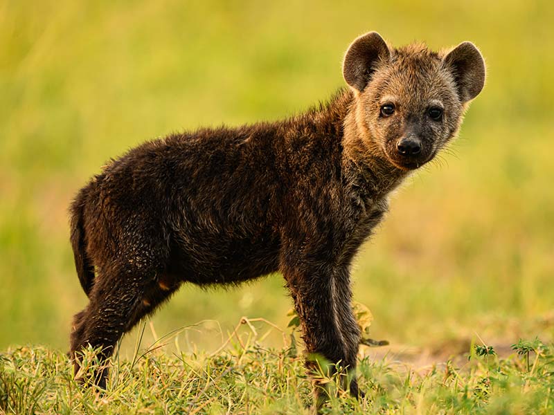 Roman Wildlife Foundation foto