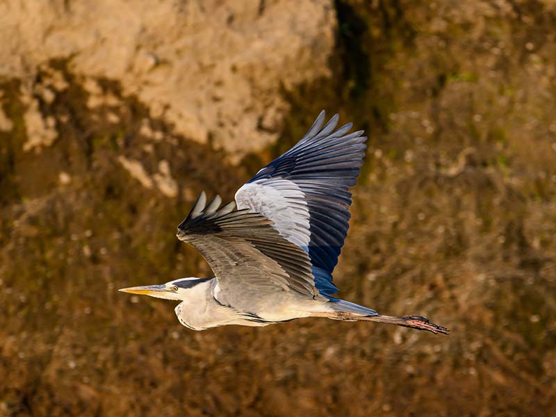 Roman Wildlife Foundation foto