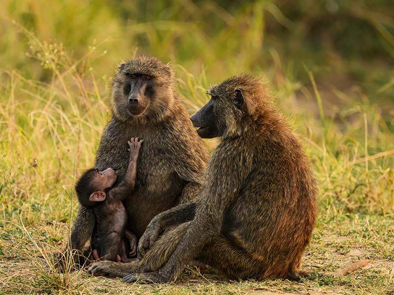 Roman Wildlife Foundation foto