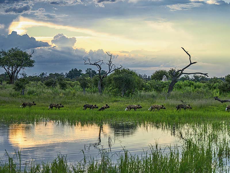 Roman Wildlife Foundation foto