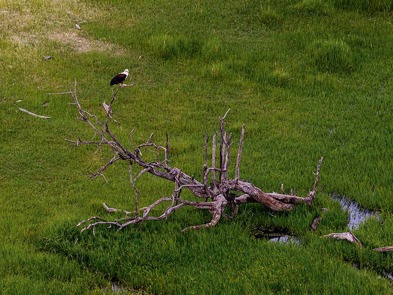 Roman Wildlife Foundation foto