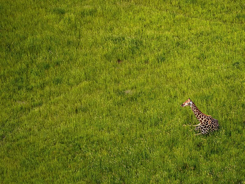 Roman Wildlife Foundation foto