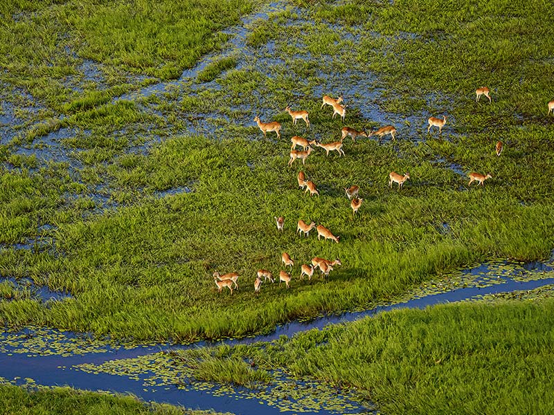 Roman Wildlife Foundation foto