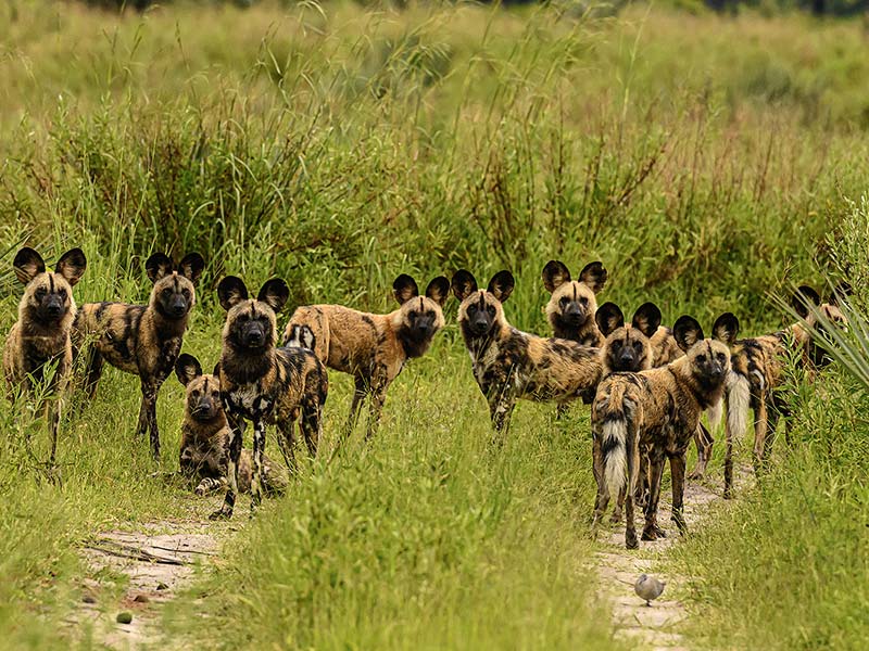 Roman Wildlife Foundation foto