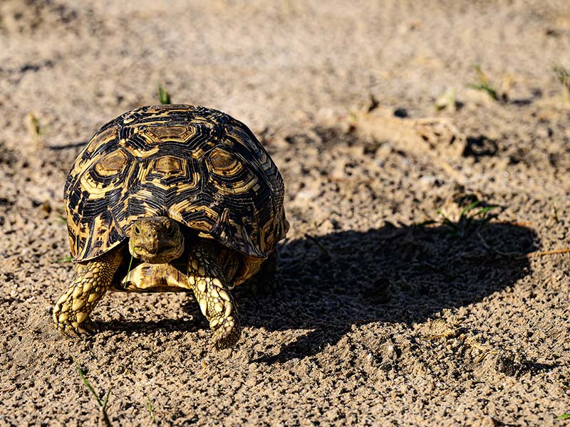 Roman Wildlife Foundation foto