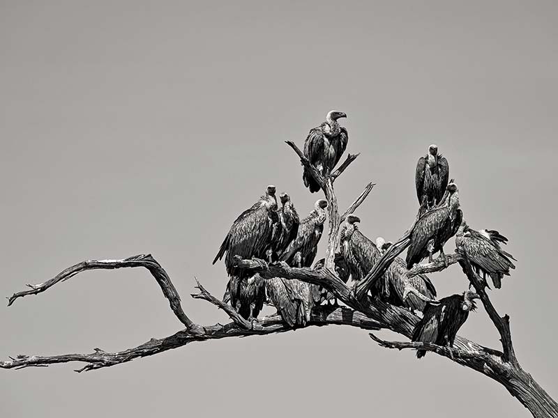 Roman Wildlife Foundation foto