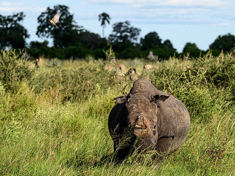 Roman Wildlife Foundation foto