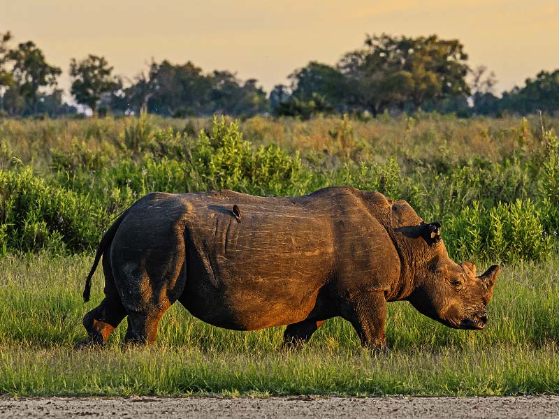 Roman Wildlife Foundation foto