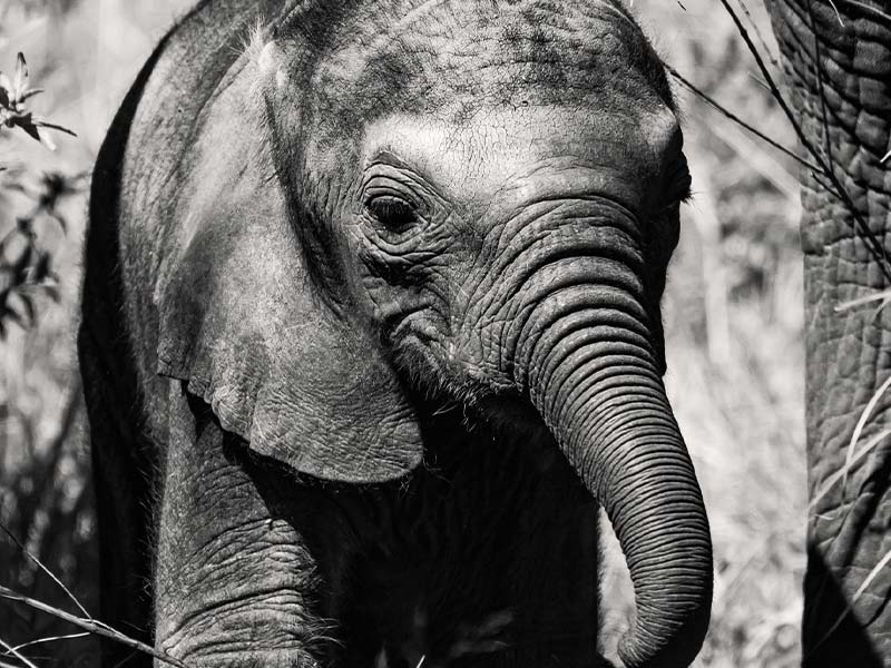 Roman Wildlife Foundation foto