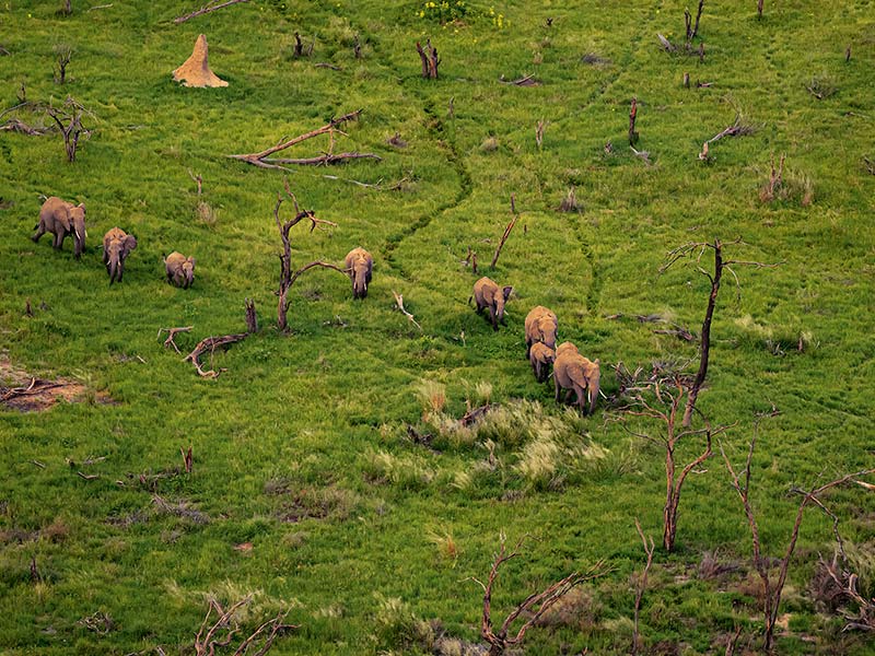 Roman Wildlife Foundation foto