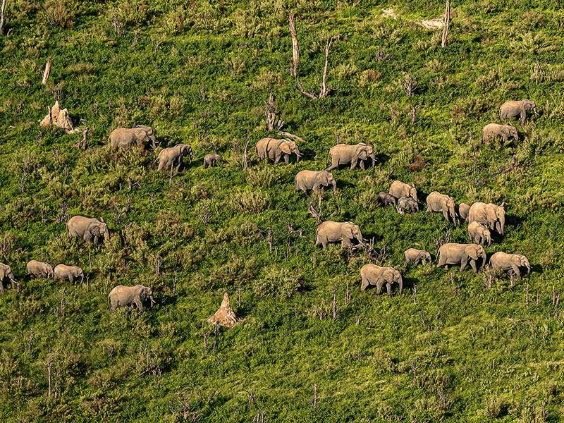 Roman Wildlife Foundation foto