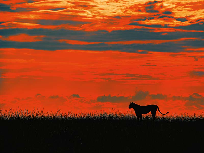 Foto Safari Afrika foto