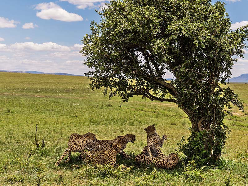 Foto Safari Afrika foto